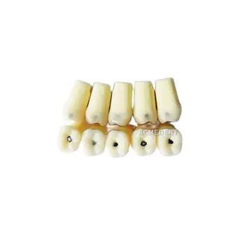 36# Dentare Molar Vitro Dintii De Carii Dezintegrare Șurub Model Dentist Dinte Instrument Învață