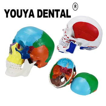 Detasabila 3D Omului Adult Craniu Model Anatomice Capul Model pentru Tehnician Dentar Student la Practica de Instruire Studierea